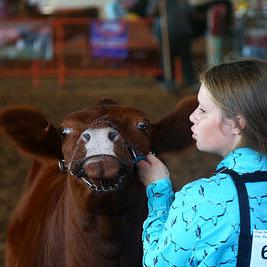 Extension Livestock Clinic offers hands-on skills for youth new to show ring - Vimarsana News