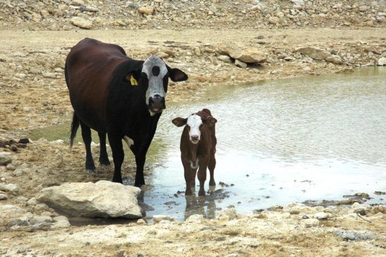 Cow Hydration Importance of Water News
