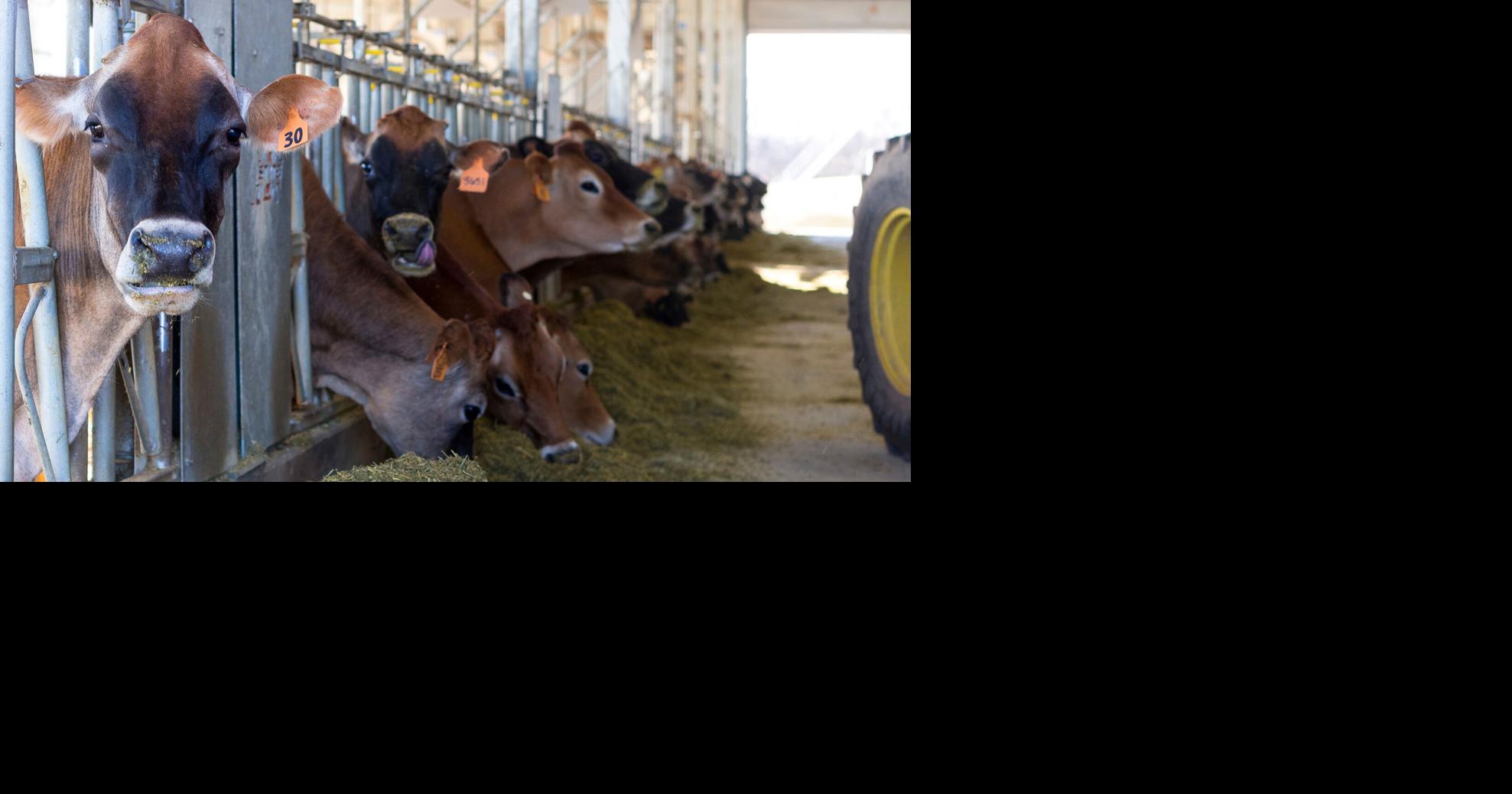 Beef-on-dairy crosses: Practical alternative for stocker programs