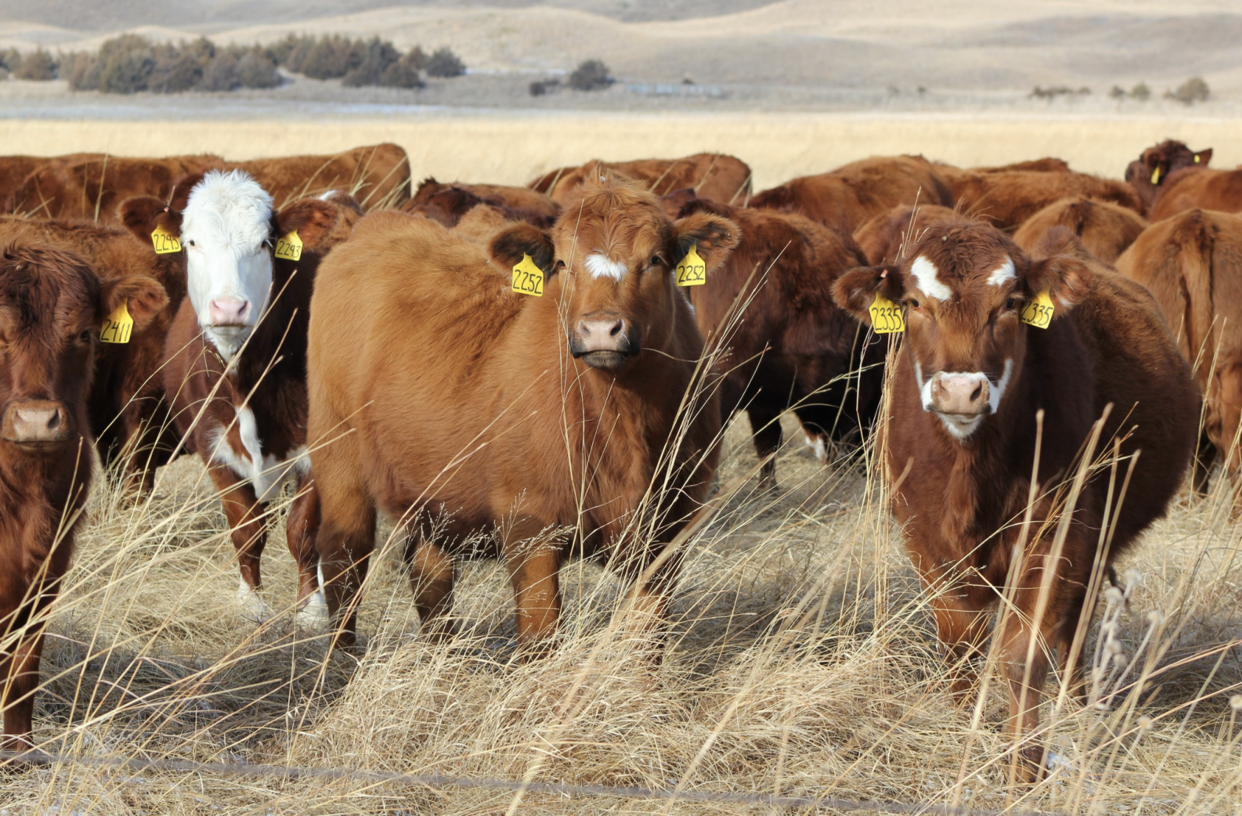 Show Me Select Heifer Sale 2026
