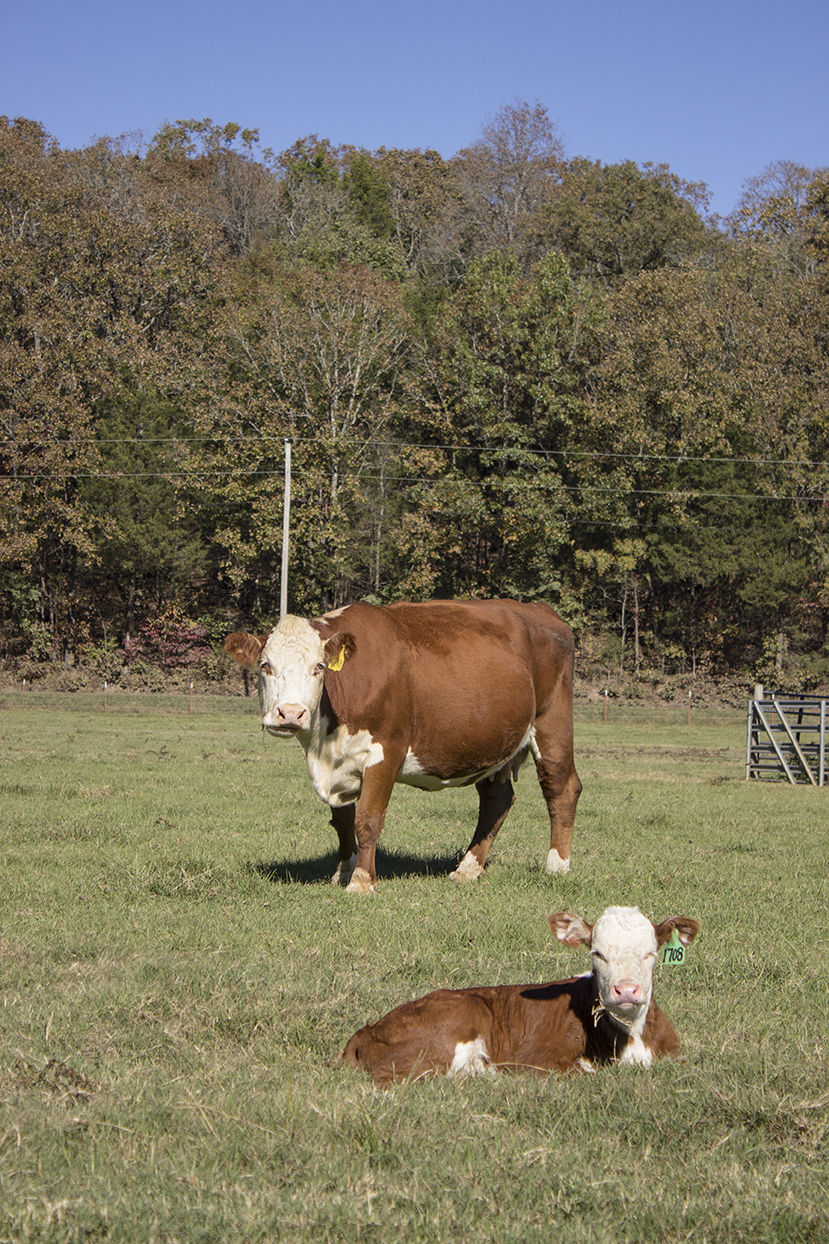 Arkansas rancher breast cancer, openheart surgery to