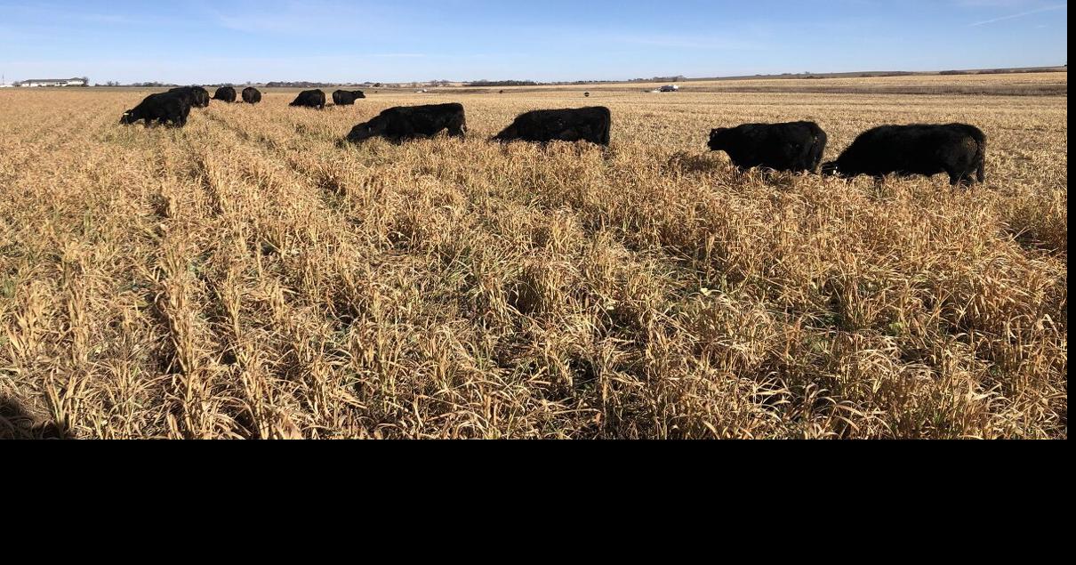 Strip grazing annual forages in the fall: Is it worth the effort ...