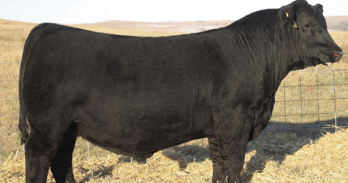 Ranchers make history with Angus bull purchases | News | farmtalknews.com