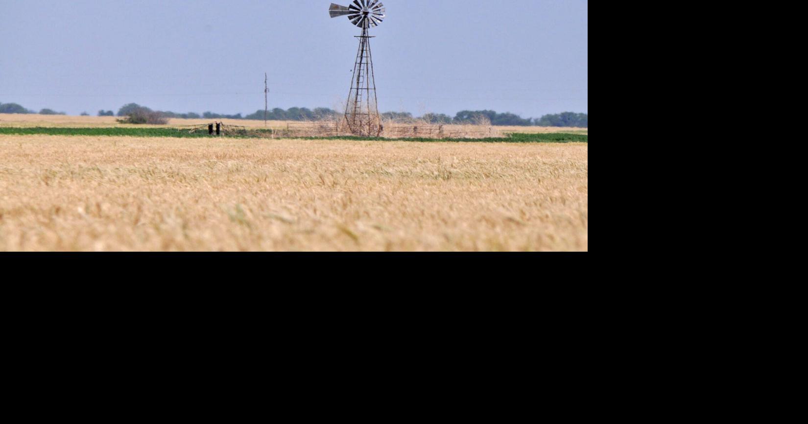 Heat, drought push Oklahoma toward record-early wheat harvest