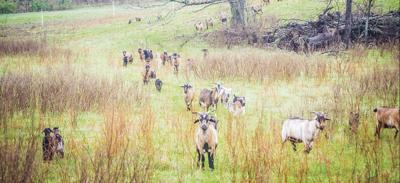 Patch burns, grazing partners can help prepare native pastures for drought