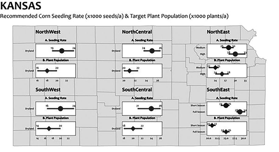 Optimal corn seeding rate News