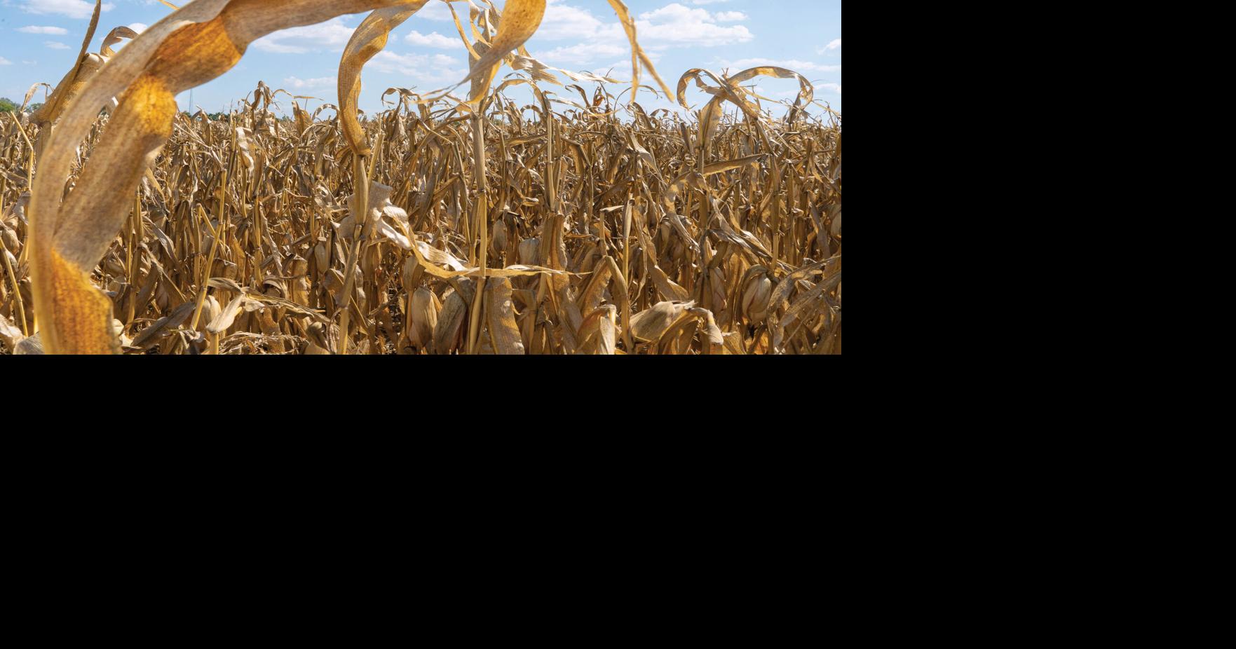 Arkansas farmers to suffer losses for corn, cotton, long grain rice, soybeans, UADA analysis shows