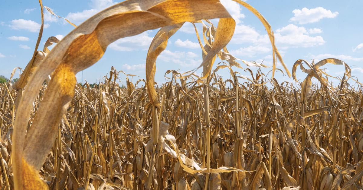 Arkansas farmers to suffer losses for corn, cotton, long grain rice, soybeans, UADA analysis shows