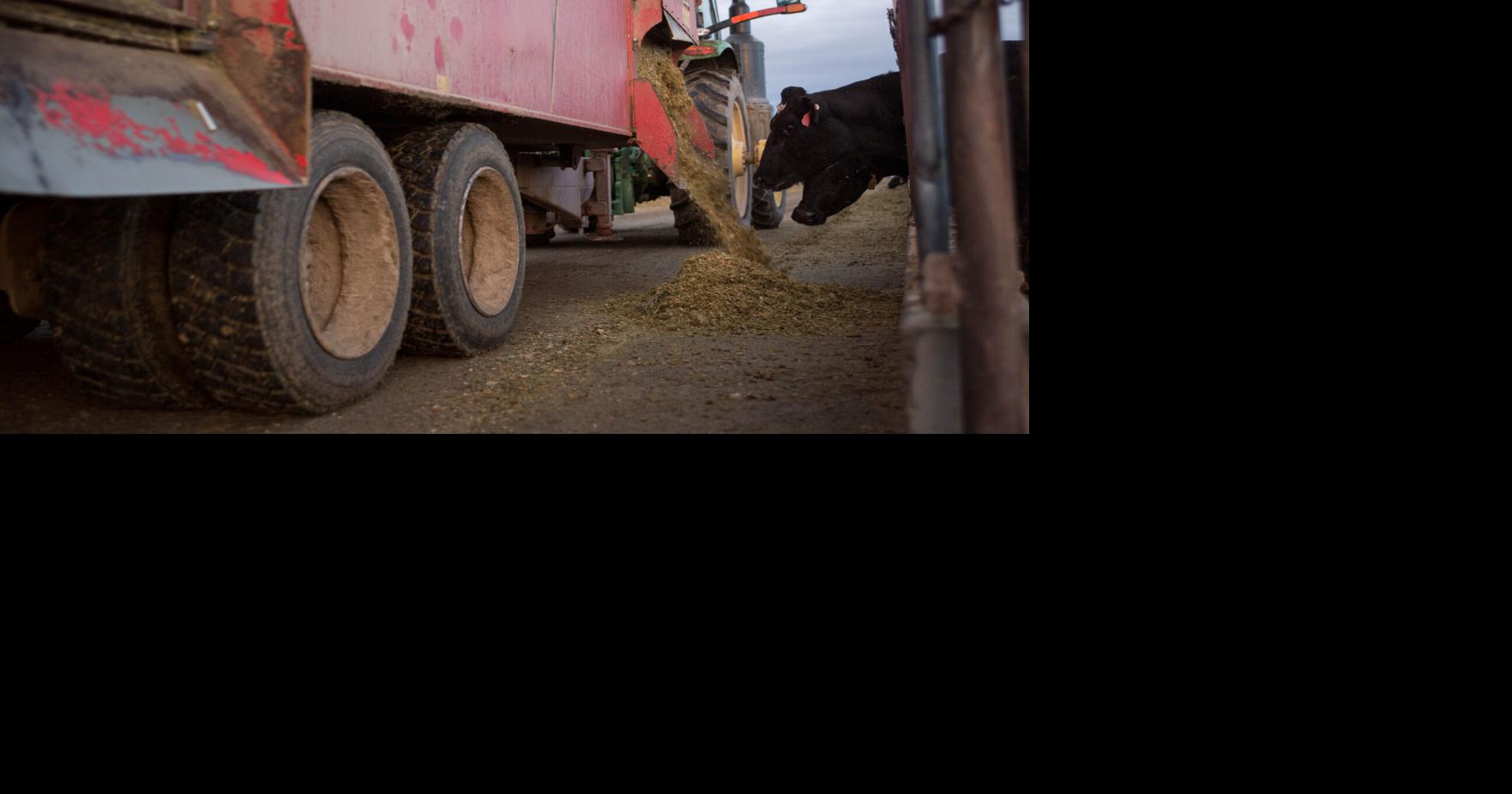Total Mixed Rations ensures balanced nutrition for dairies