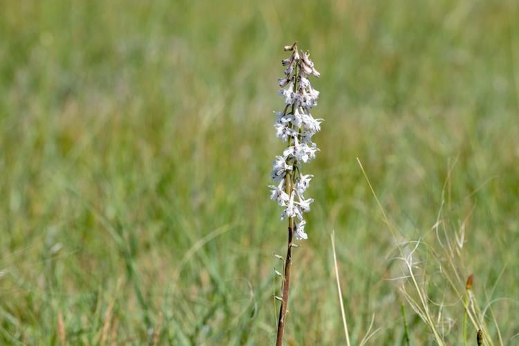 Why Larkspur is dangerous for cattle and how to manage it News