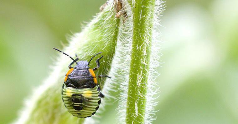 Stink bugs widespread in Missouri soybeans