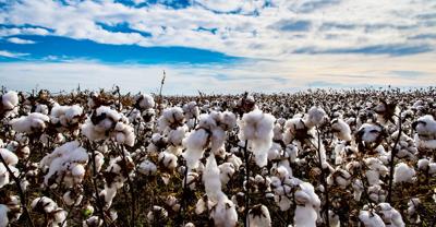Merlin Schantz farms Cotton Harvest near Hydro Oklahoma
