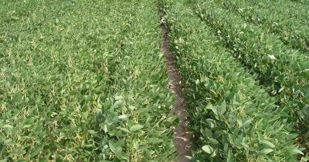 China Reaches 12 Million Ton US Soybean Purchase Pledge