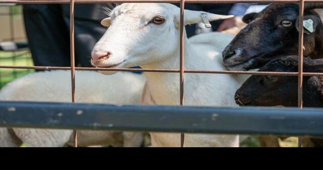 Herd health management of sheep and goats | News