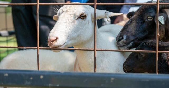 Herd health management of sheep and goats | News Herd health management of sheep and goats | News