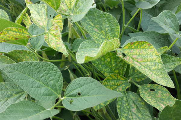 Manage early season soybean diseases | News | farmtalknews.com