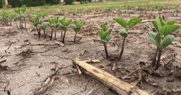 Considerations for late-planted soybeans - Vimarsana News