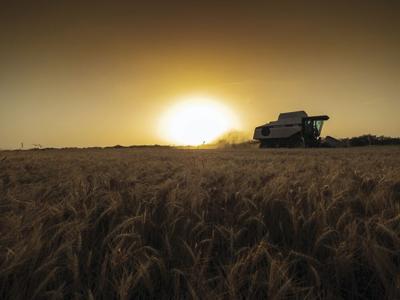 Wheat harvest 2022