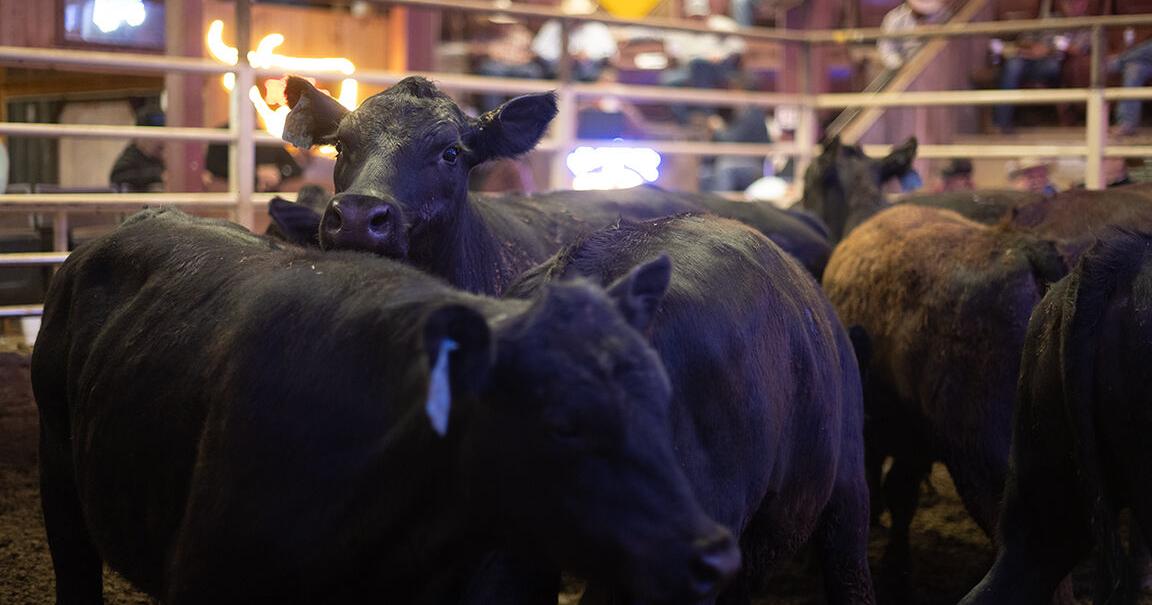 Build a strong relationship with your local auction barn