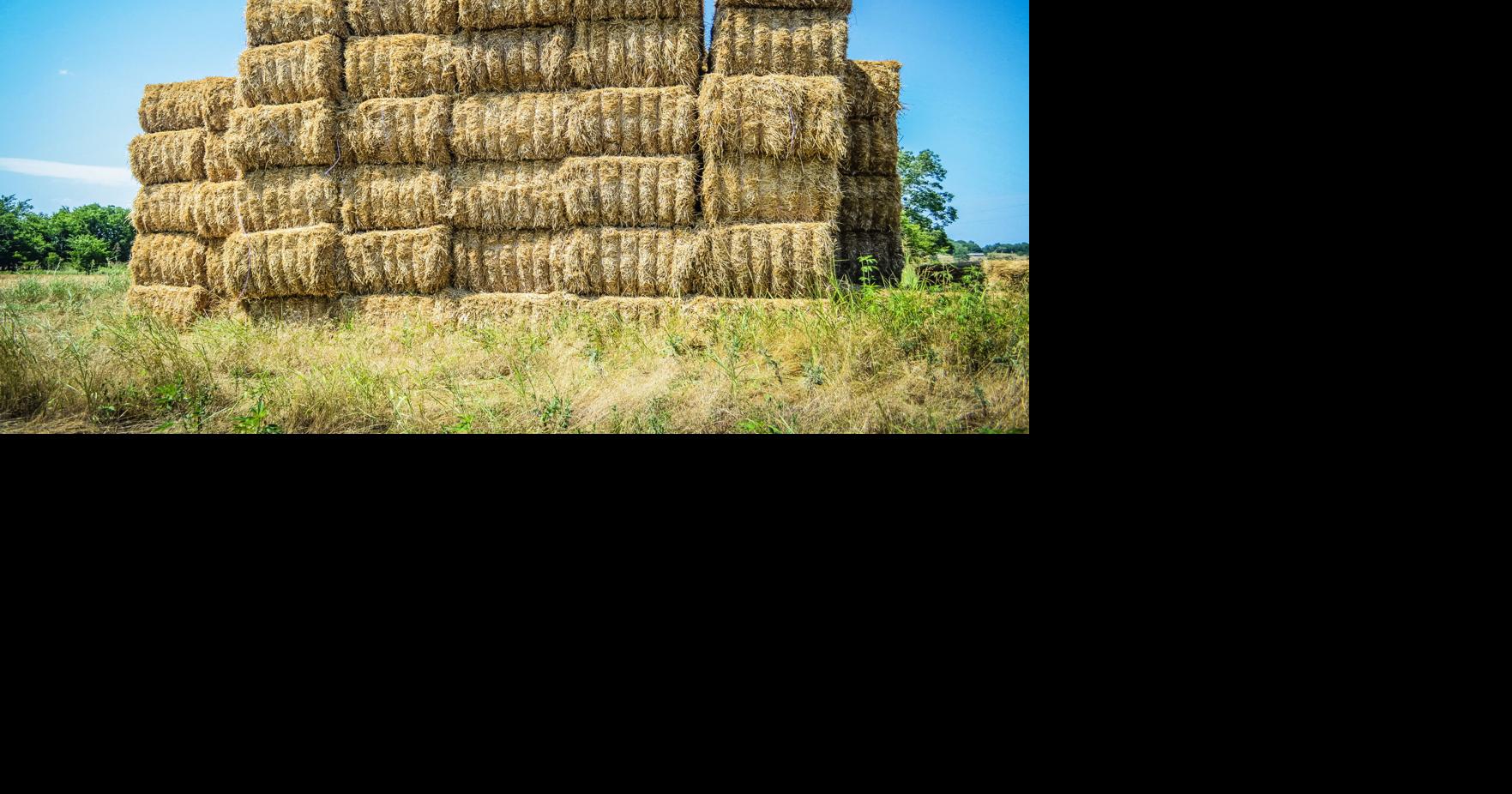 Environment and hay quality