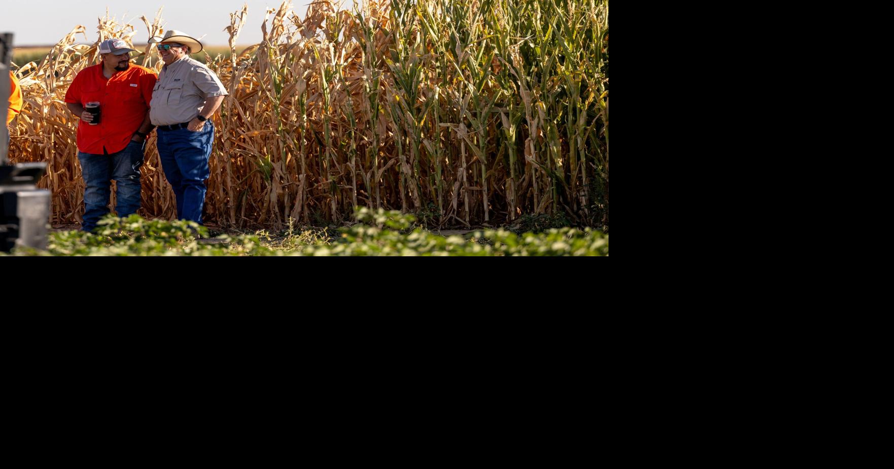 Should corn be used as an energy source for cows?
