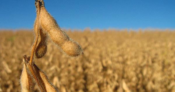 U.S. soy exports continued to grow in marketing year