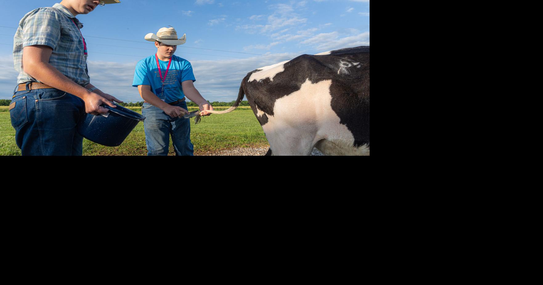 Missouri 4-H hosts largest Dairy Cow Camp ever