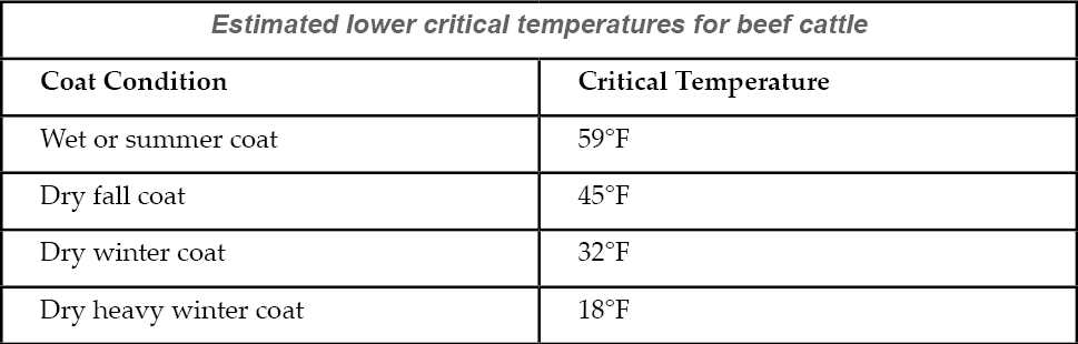 Cold Stress In Cattle 