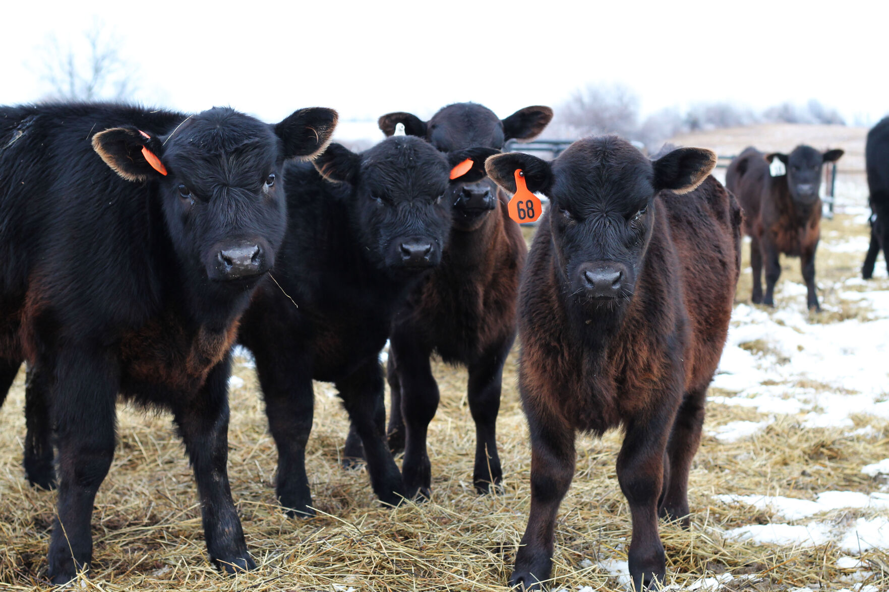 Calving Deaths In Winter Weather Could Be Covered By Livestock ...