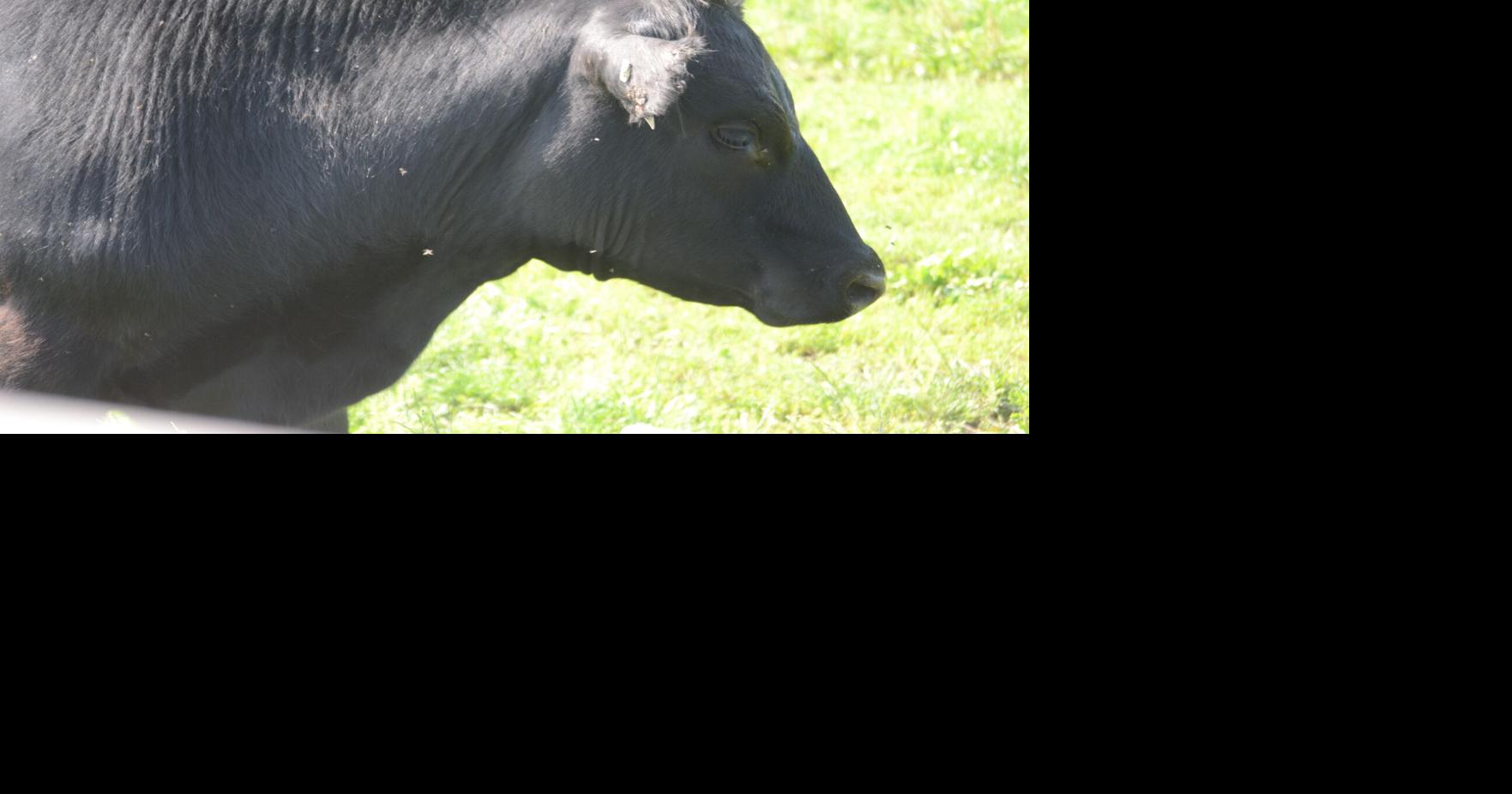 Beware of Dermatophilosis in cattle herds | News | farmtalknews.com