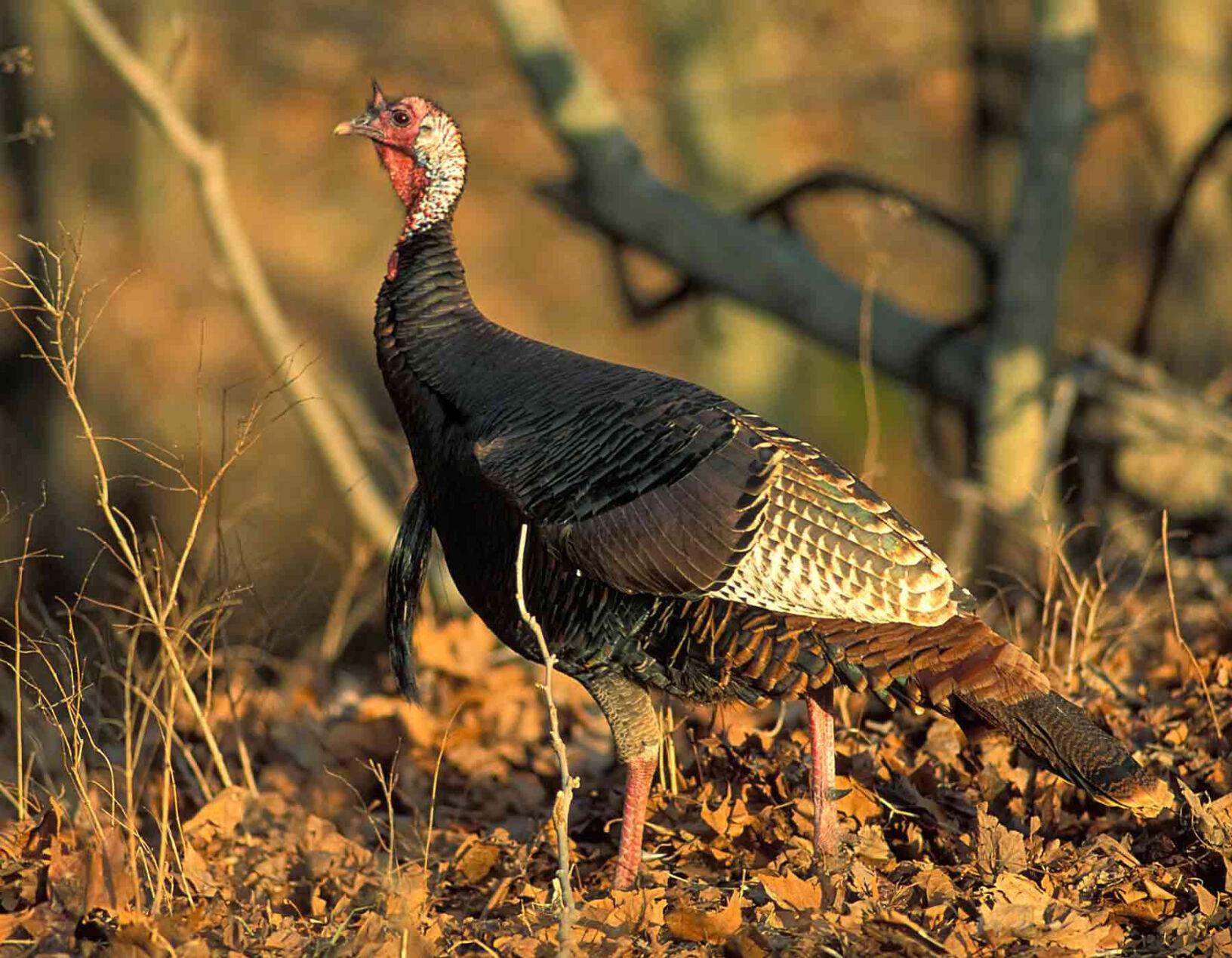 Missouri looks to improve, increase declining wild turkey populations