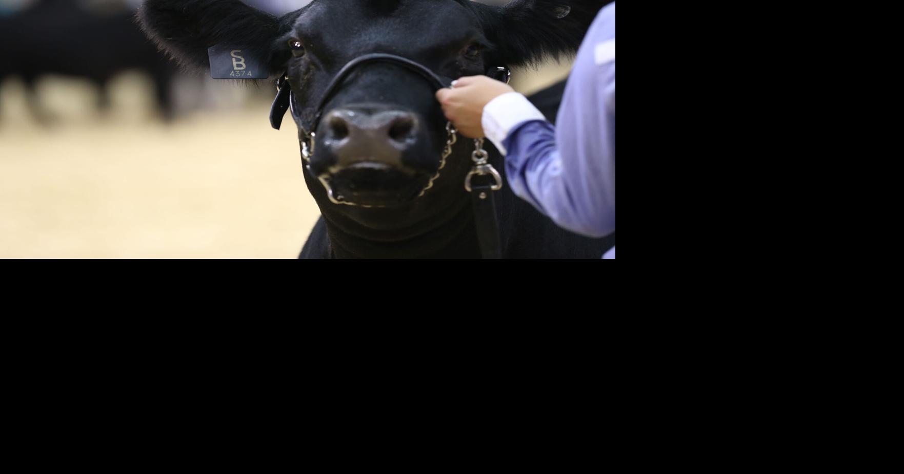 More champions announced at the Missouri State Fair