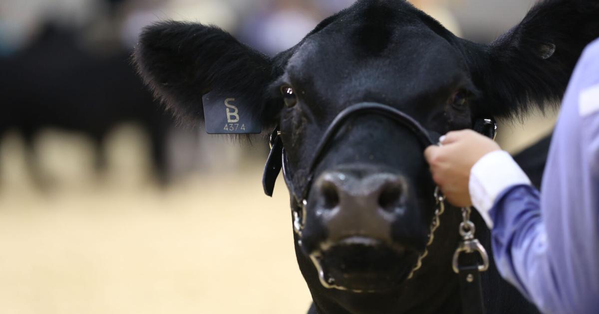 More champions announced at the Missouri State Fair