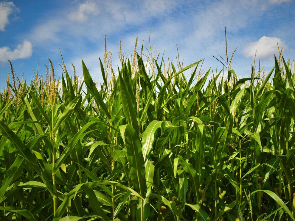 Specific cover crops may help attract insects that target harmful pests