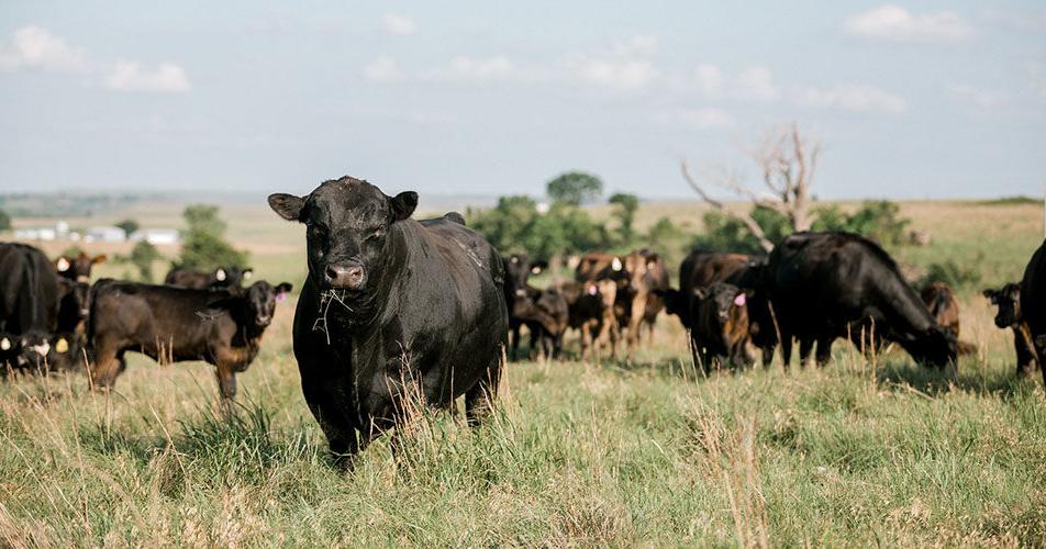 Cattle Chat: Bigger cattle may be the industry’s new normal