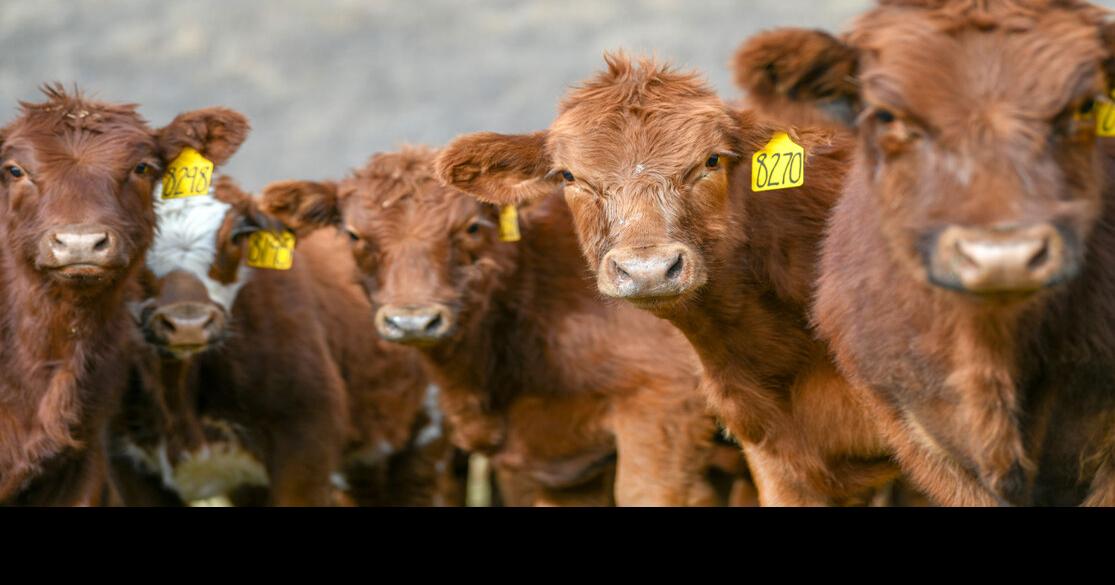 How does USDA’s animal traceability rule affect the Kansas food supply