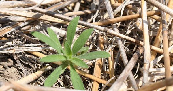 Late Winter Kochia Control in Fields Going to Corn or Grain Sorghum