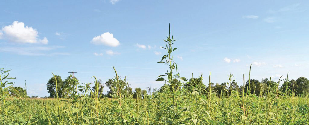 K State Expert Outlines Key Changes In The 2024 Chemical Weed Guide   63d956e6d0dcd.image 