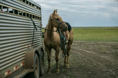 Horse Tied To Trailer