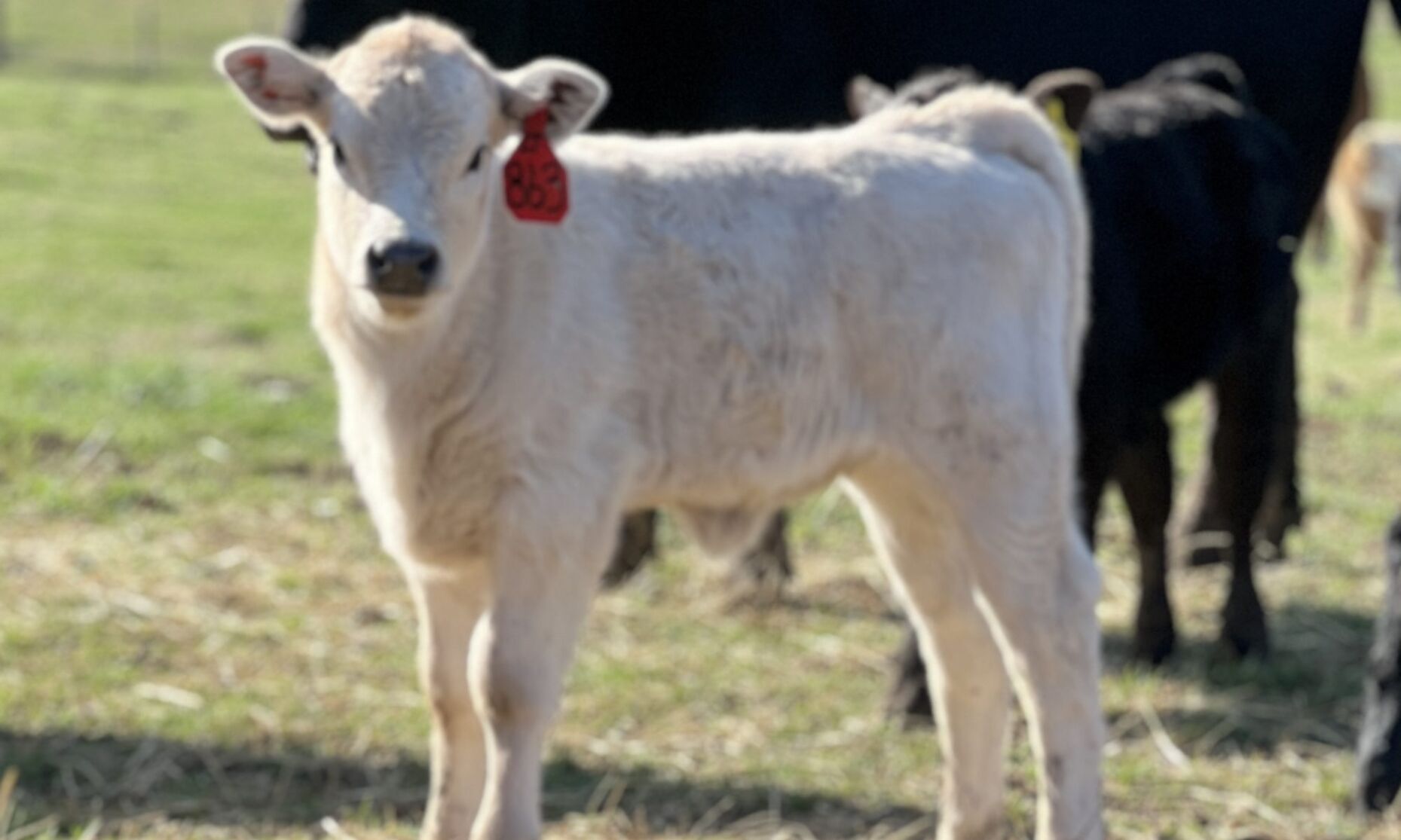 Cattle Genomics: Evaluating The Whole Picture | News | Farmtalknews.com