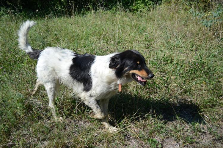 Hidden Hill Farms a dream realized in Auburn, Kansas News