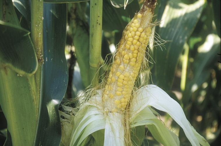 Corn reduced kernels