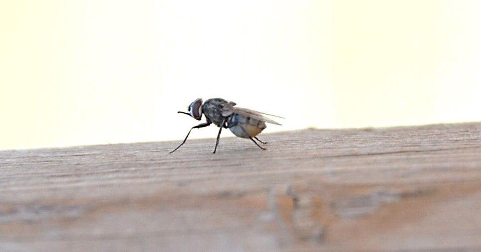 Stable flies on pastured cattle - Vimarsana News