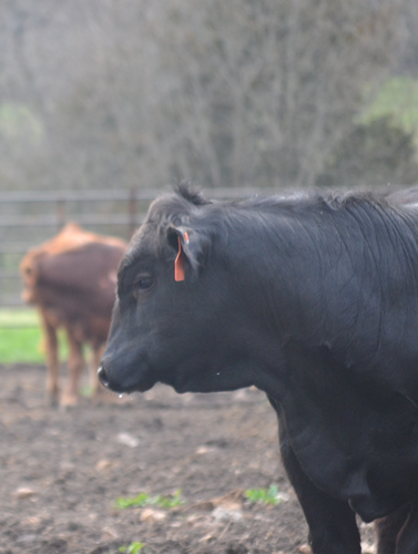 Cattle gelbvieh steer