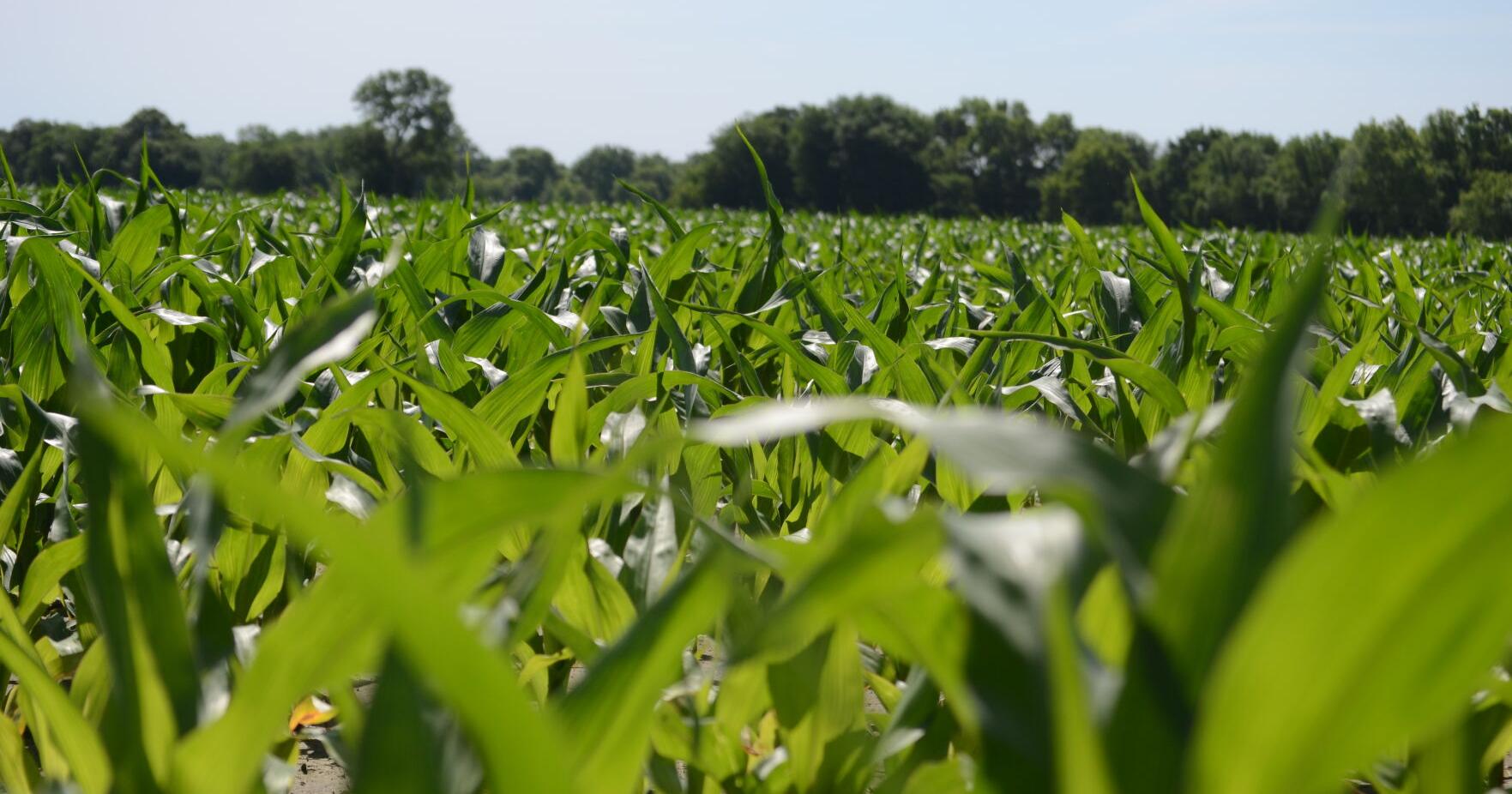 Drought Harvest: Financial breakeven for corn or grain sorghum silage - Vimarsana News