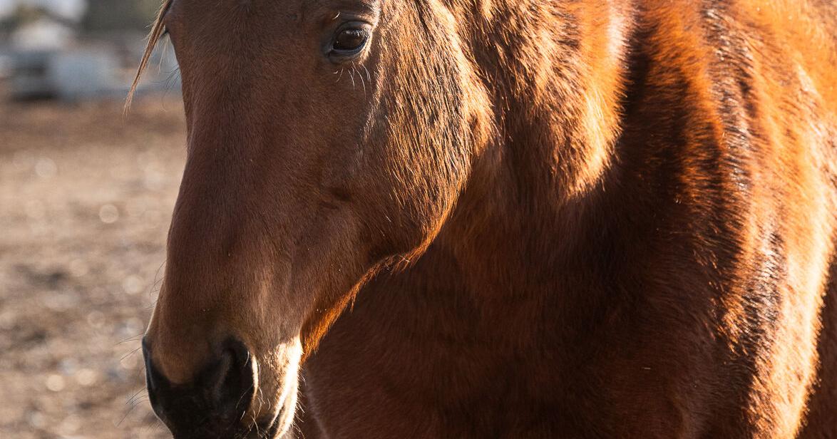 Rodeos canceled in Oklahoma, Kansas following equine disease outbreak