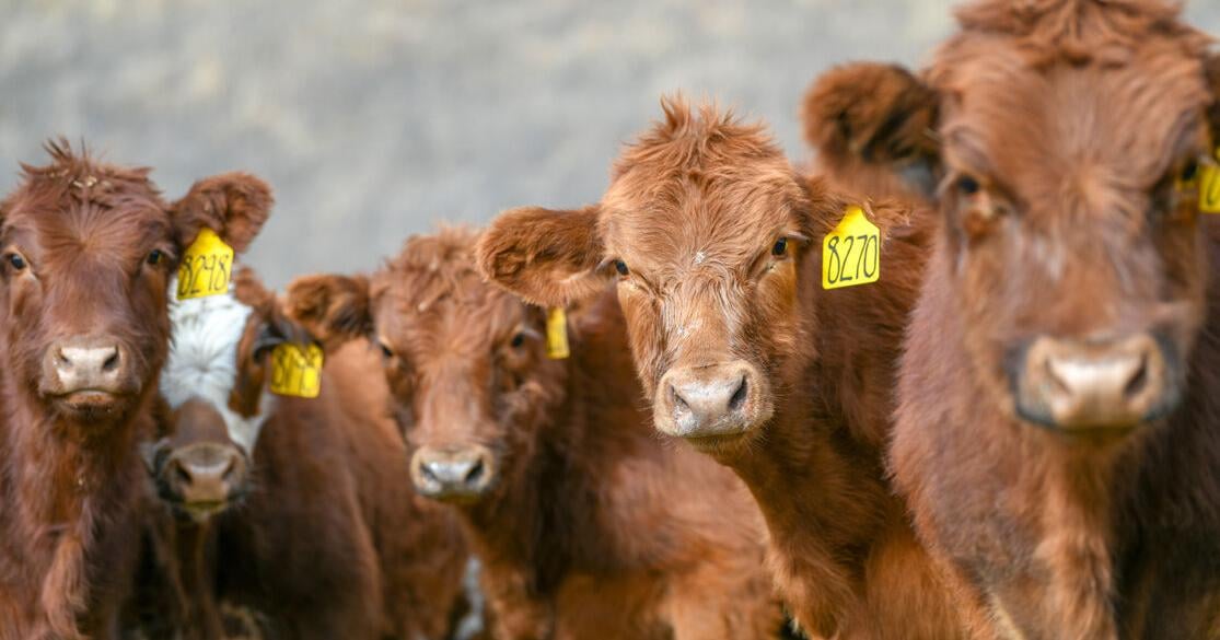 USDA announces plan to beef up the cattle industry