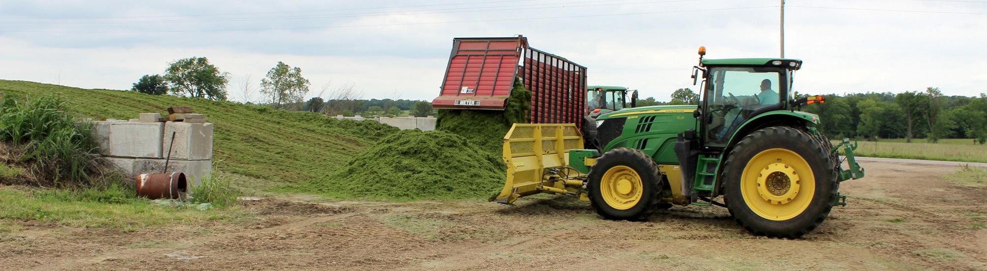 Chopped corn silage offers better control for beef producers | News ...