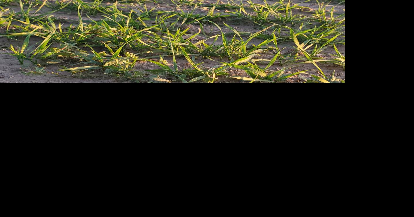 Following tough year, farmers reflect on overcoming adversity