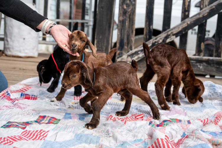 Is five too many? | News | farmtalknews.com
